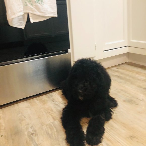 Meet your Posher, Tristen - Picture 4 of 4